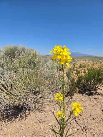13th Street Lot7, Blanca, CO 81133