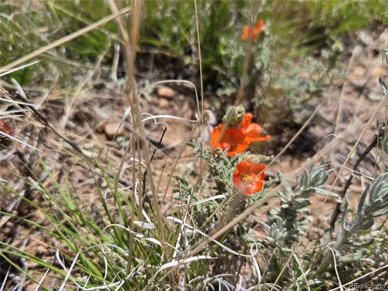 South 8th Street Lot 13, Blanca, CO 81133