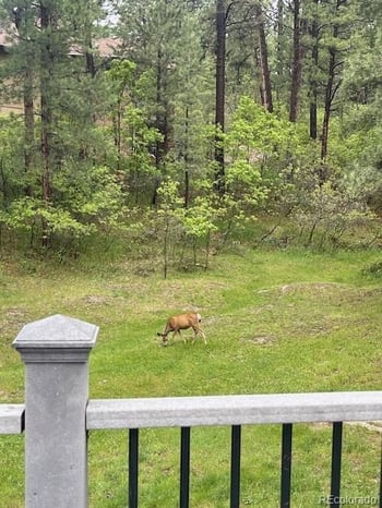 1038 Tenderfoot Dr, Larkspur, CO 80118