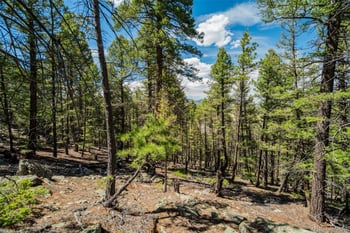 128 Nancy Ann Arroyo, Guffey, CO 80820