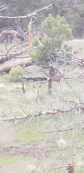 3682 Powers Rd, Fort Garland, CO 81133