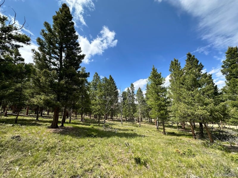 30385 National Forest Dr, Buena Vista, CO 81211
