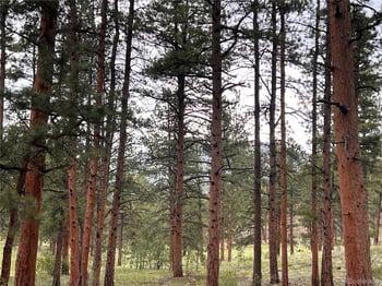 861 Happy Top Trl, Bailey, CO 80421