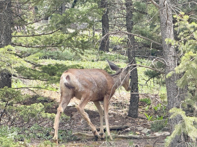 1700 Dory Hill Rd, Black Hawk, CO 80422