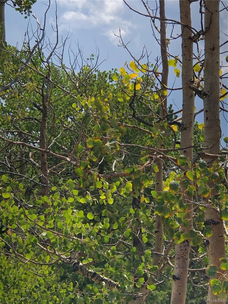 195 Osoeola Rd Lot L90 B18, Woodland Park, CO 80863