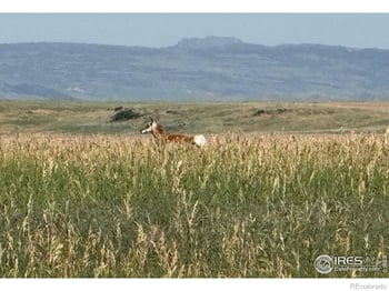 1 Tbd Ffd25 0005 Lota Co Road 15, Carr, CO 80612