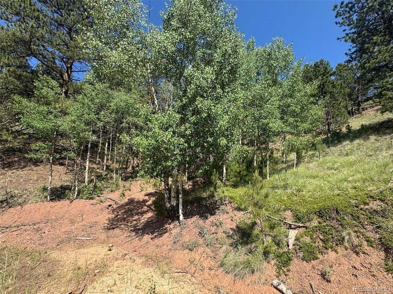 281 Pikes Peak Dr, Divide, CO 80814