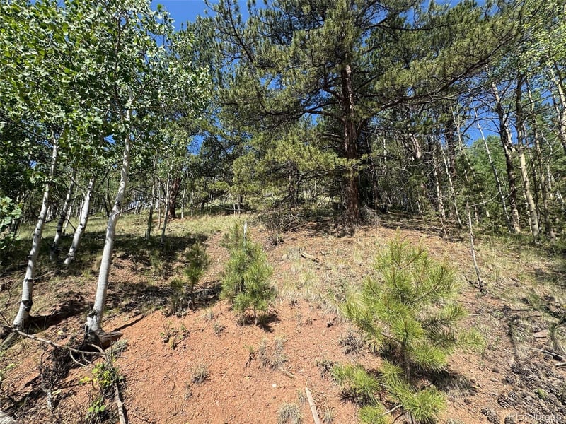 281 Pikes Peak Dr, Divide, CO 80814