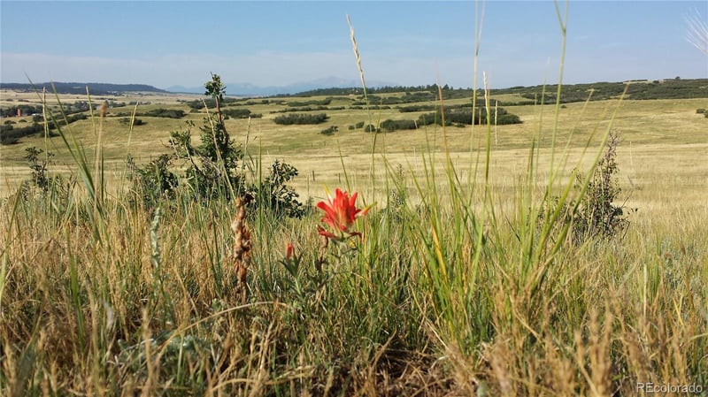Tbd S State Highway 83, Franktown, CO 80116