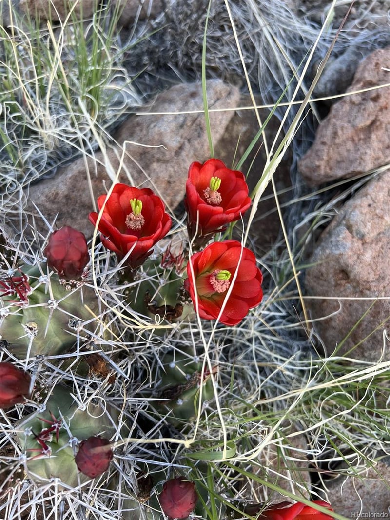 003 285 Hw, Saguache, CO 81149