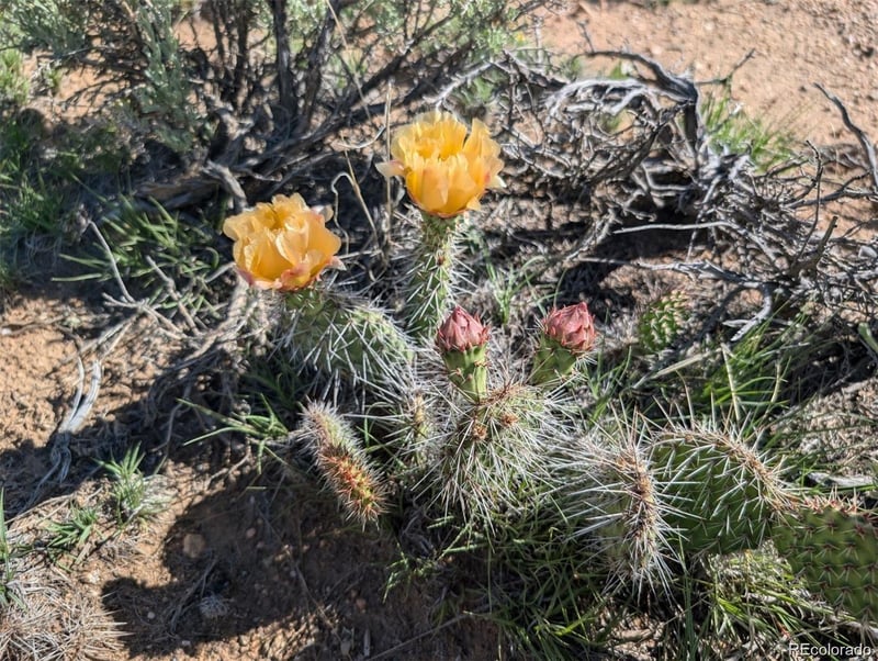 10 Acres Dante Rd, Fort Garland, CO 81133