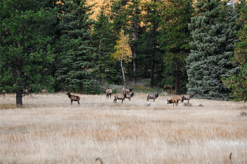 Upper Bear Creek Rd, Evergreen, CO 80439