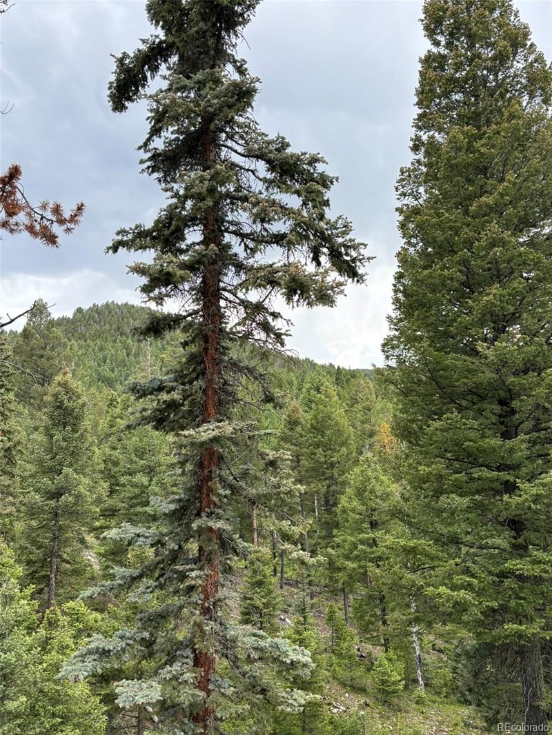 28651 Belle Point Dr, Conifer, CO 80433