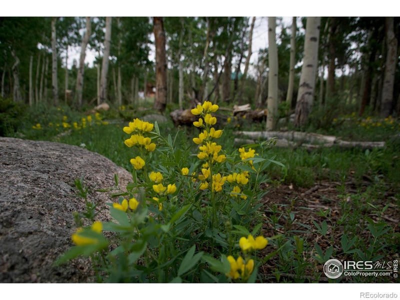 411 Tesuque Trl, Red Feather Lakes, CO 80545