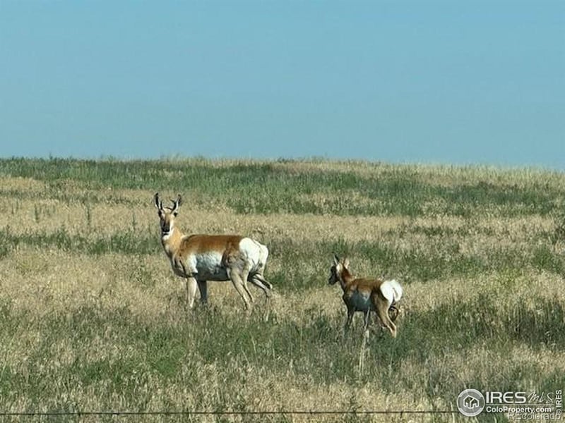 3 Tbd Lot A Ffd25 0006 Wcr 15, Carr, CO 80612