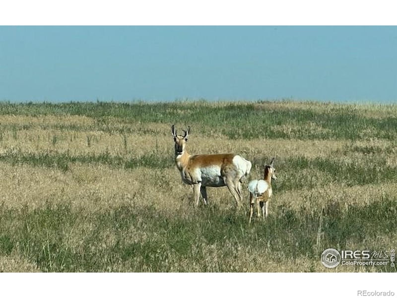 3 Tbd Lot A Ffd25 0006 Wcr 15, Carr, CO 80612