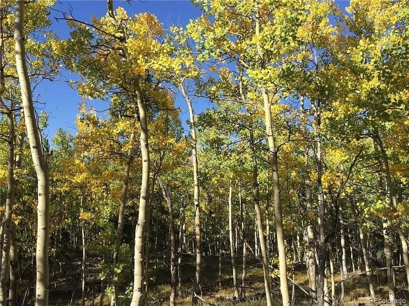 99 Dead Toad Rd, Alma, CO 80440