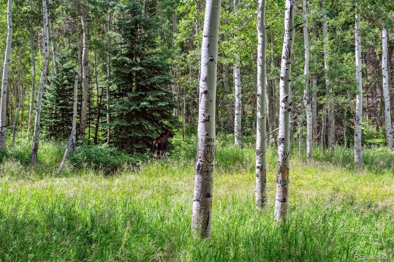 306 Olde Carter Lake Rd, Golden, CO 80403