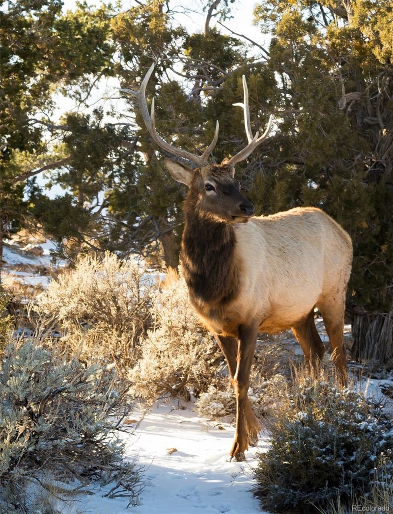 1344 Silverheels Rd, Fairplay, CO 80440