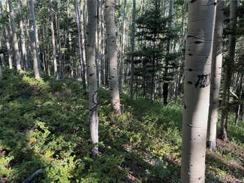 Lot 5331 Hull Rd, Fort Garland, CO 81133