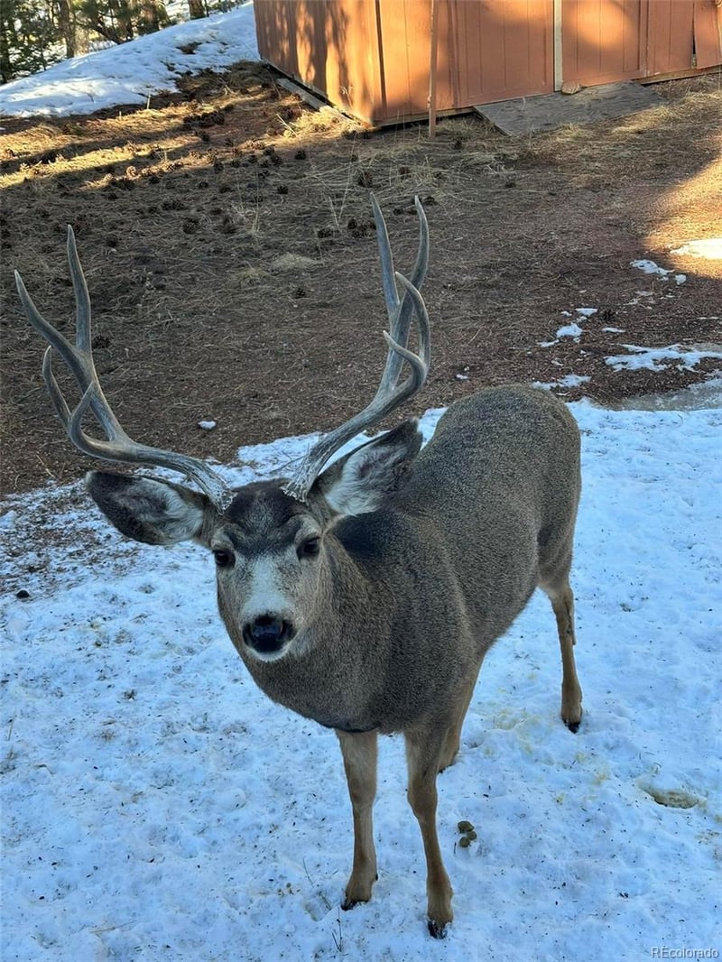 234 Wasatch Ln, Florissant, CO 80816