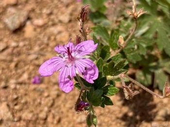 3435 Little Turkey Creek Rd, Colorado Springs, CO 80926