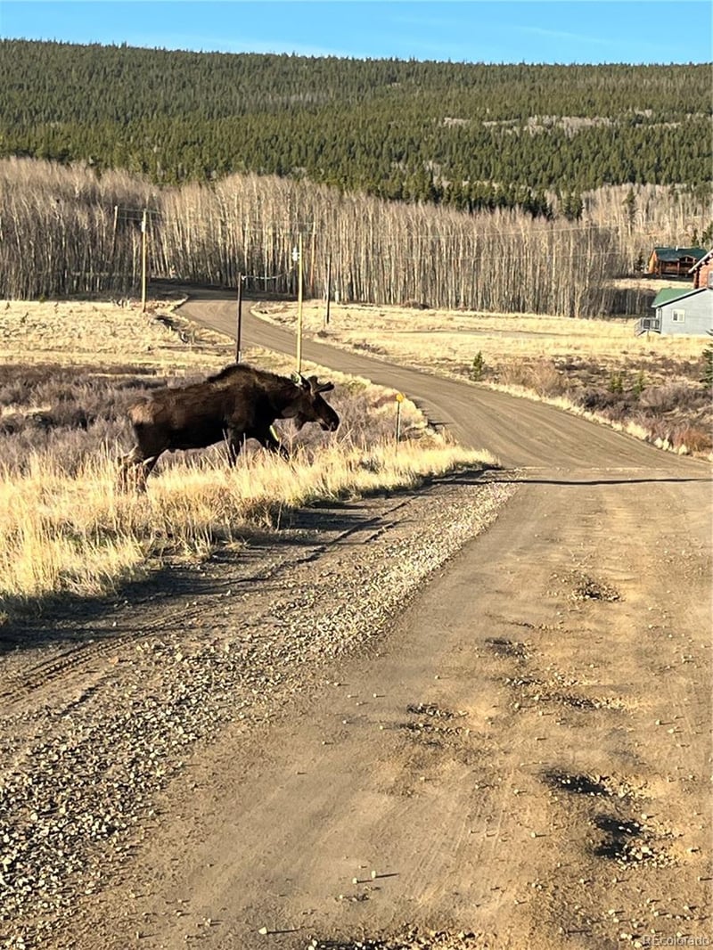 66 Rhodes Ct, Fairplay, CO 80440