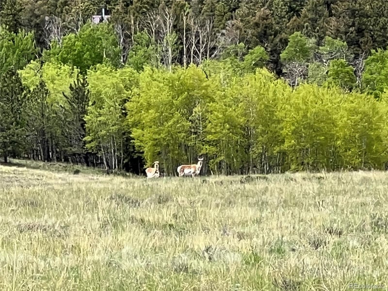 Ranch Rd Lot 2, Hartsel, CO 80449