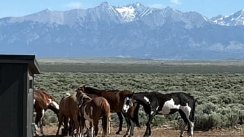 16363 Peacock Rd, San Luis, CO 81152