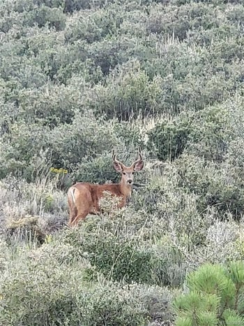 9389 Ranch Rd, Hartsel, CO 80449