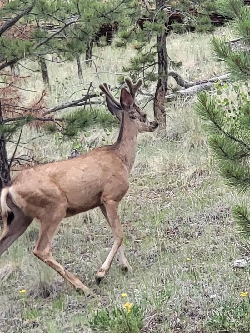 9389 Ranch Rd, Hartsel, CO 80449
