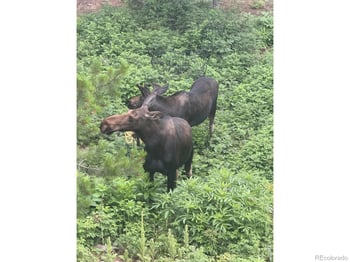 12023 Coal Creek Heights Dr, Golden, CO 80403