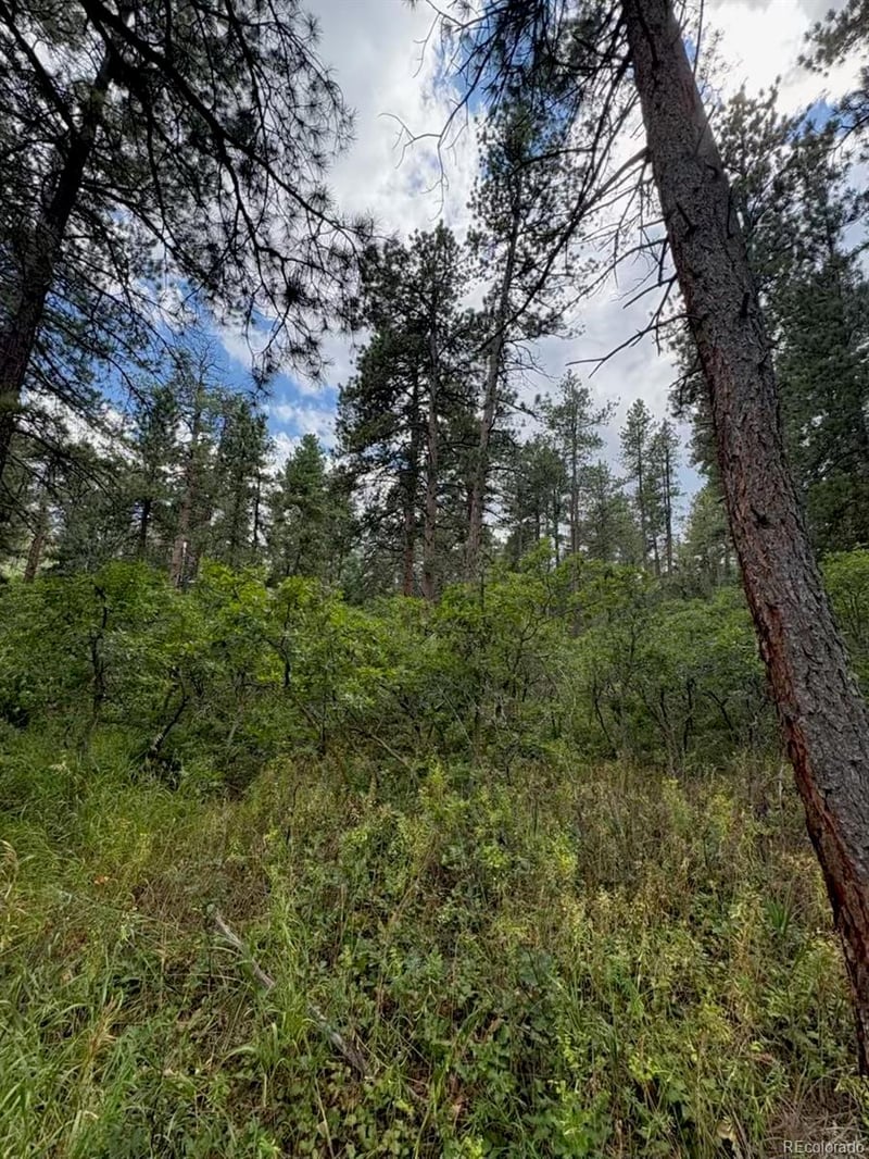 5028 Crow Dr, Larkspur, CO 80118