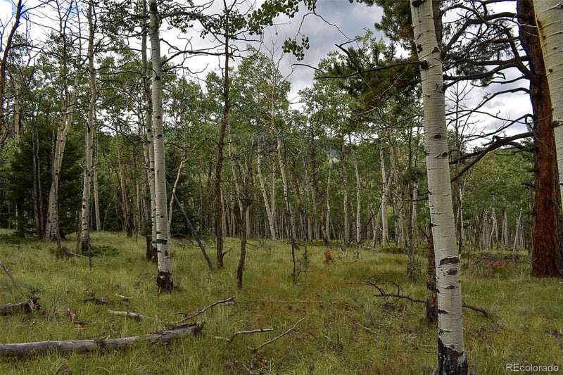 205 Timberline Dr, Guffey, CO 80820