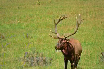 35 Spruce Rd, Golden, CO 80401