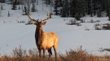 530 Gitche Goone Ln, Como, CO 80432