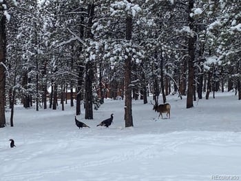 104 Six Bits St, Bailey, CO 80421