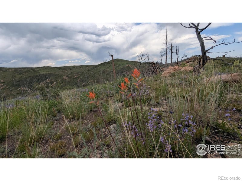 1324 Meadow Mountain Dr, Livermore, CO 80536