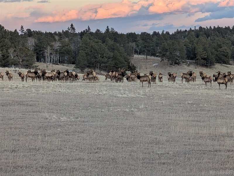 284 County Road 511 Rd, Divide, CO 80814