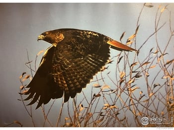 11730 Pointe View Dr, Longmont, CO 80503