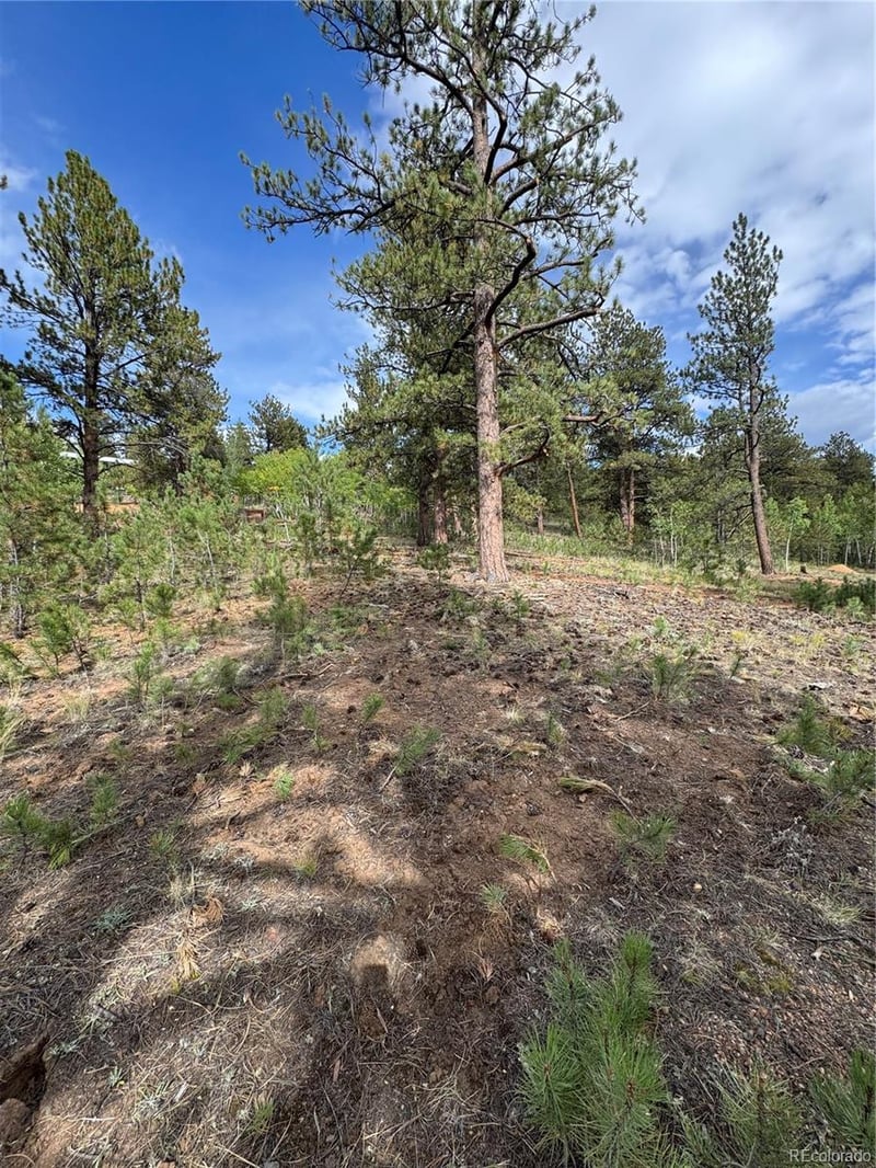414 Hall Rd, Bailey, CO 80421