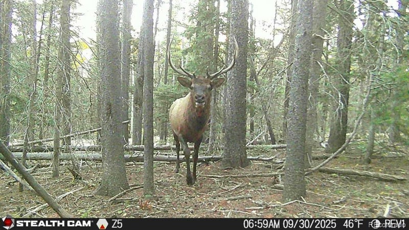 Lot 3427 Grojean Dr, Fort Garland, CO 81133