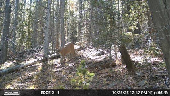 Lot 3427 Grojean Dr Lot 3427, Fort Garland, CO 81133