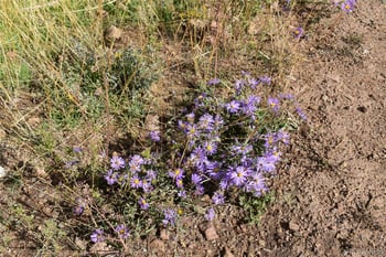 Soubry Pl, Fort Garland, CO 81133