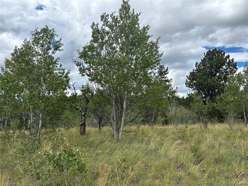 890 Mcdowell Dr, Jefferson, CO 80456