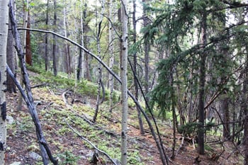 5340 Fs 718 1 Lot 5340, Black Hawk, CO 80422