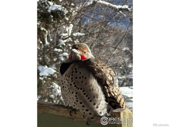 3501 Raptor Ridge Ln, Laporte, CO 80535