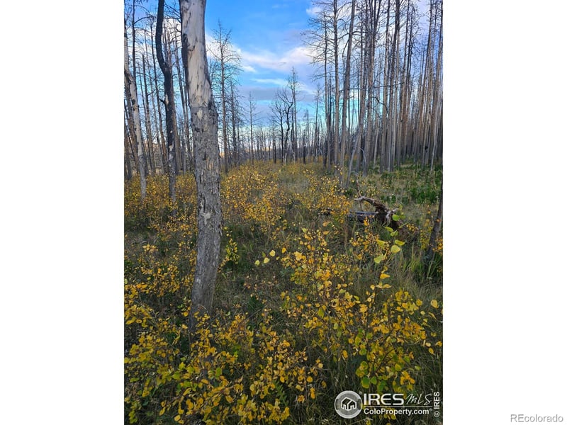 75 Sheep Horn Ct, Bellvue, CO 80512