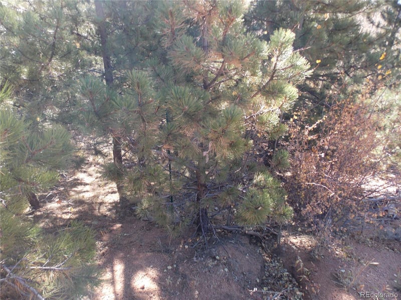 1944 May Queen Dr, Cripple Creek, CO 80813
