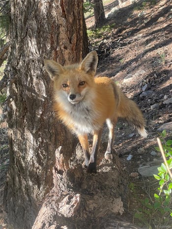 31327 Kings Valley, Conifer, CO 80433